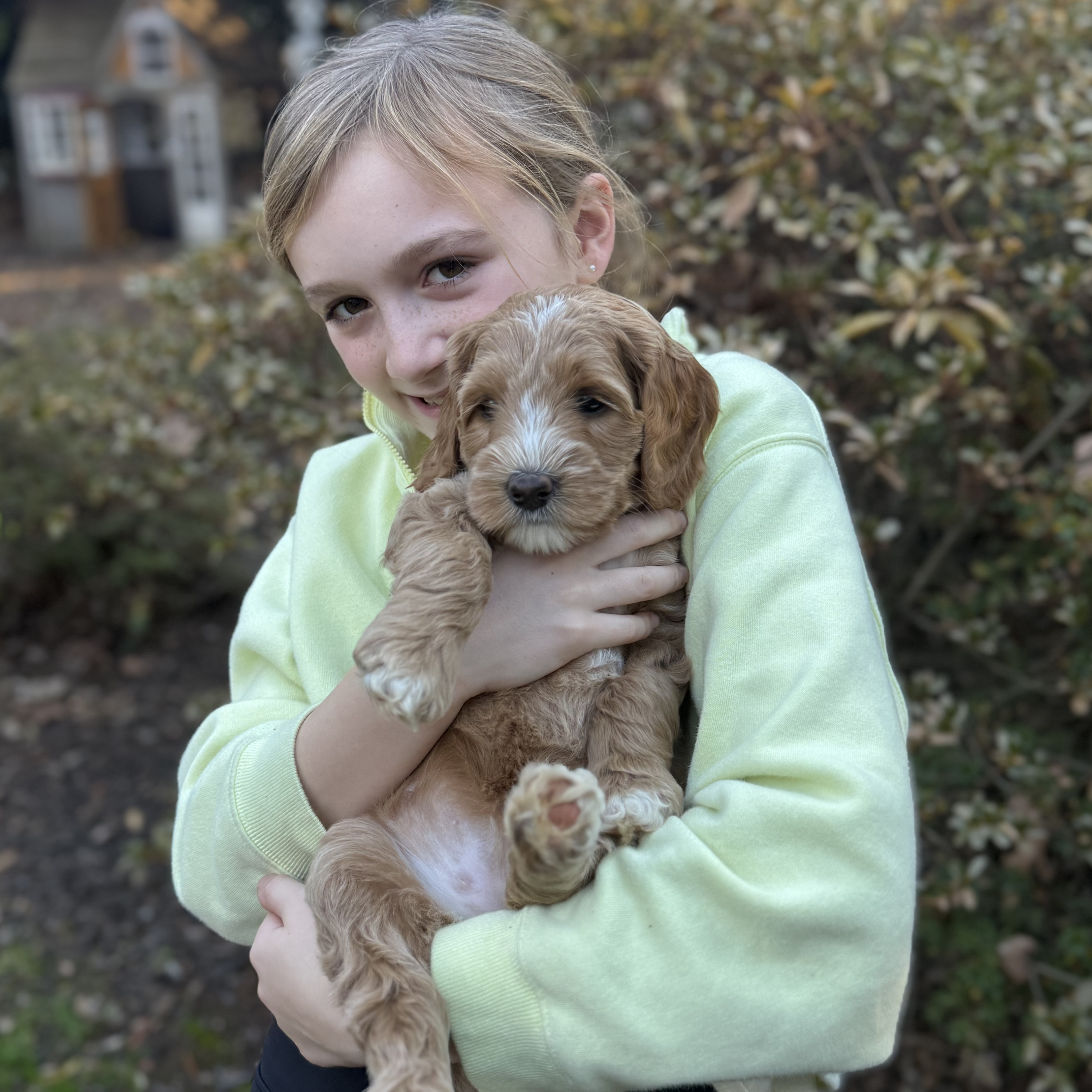 A girl holding an Adams Farm Labradoodle puppy