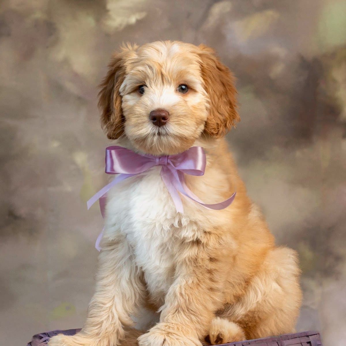 Paisley, an Adams Farm Australian Labradoodle puppy, in a lilac bow