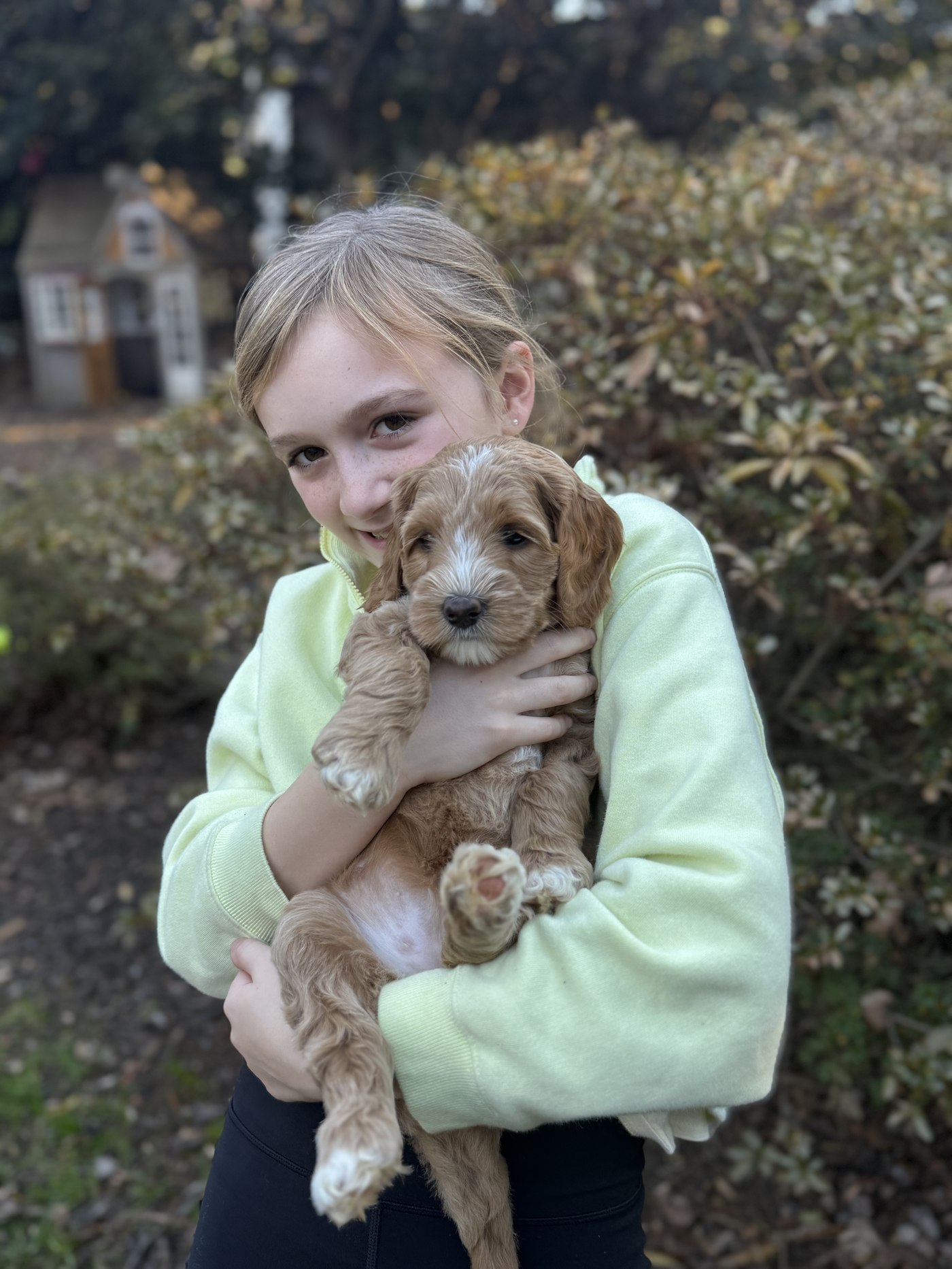A girl holding an Adams Farm Labradoodle puppy