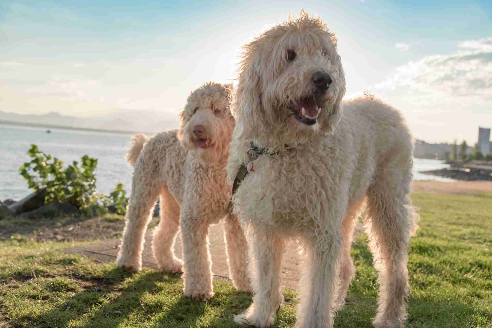 Happy Labradoodle golden doodle pet dogs by the sea at sunset.