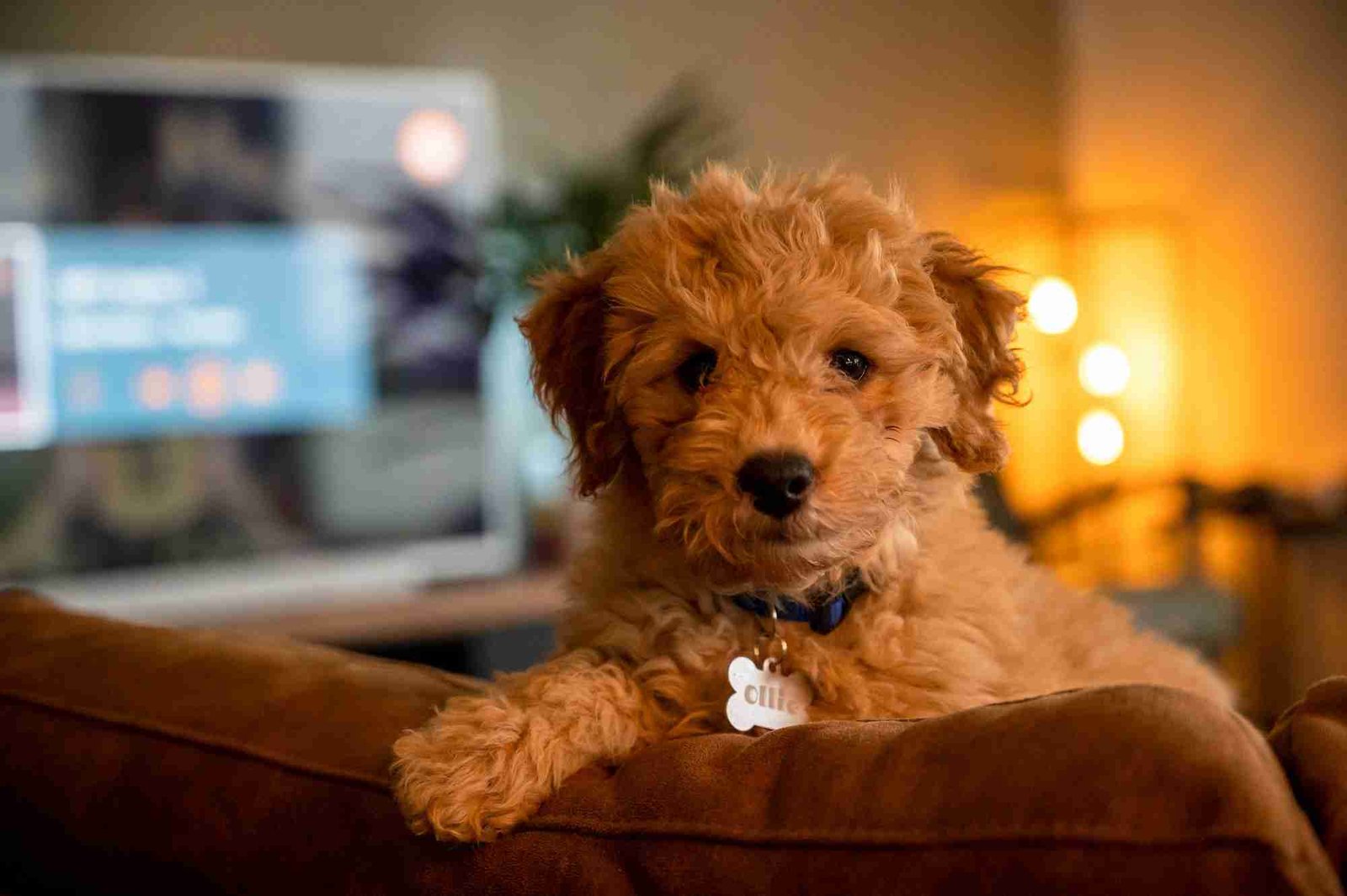 Labradoodle pup on the couch