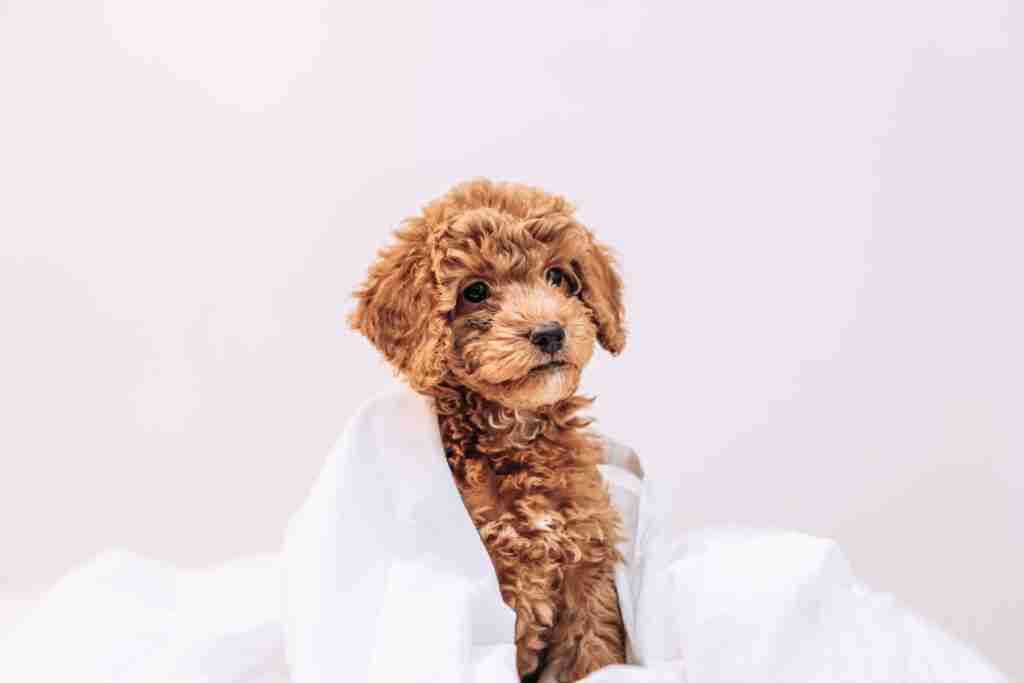 Perfect pets Cute golden doodle puppy dog with space for copy