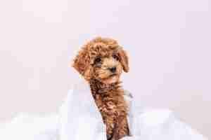 Perfect pets Cute golden doodle puppy dog with space for copy