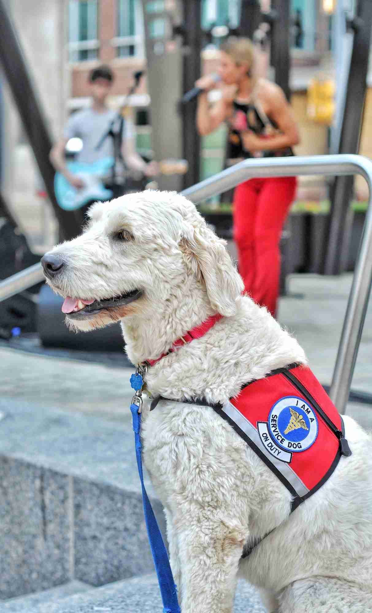 Service Dog at Local Outdoor Summer Concert Serves and Protects! NOMINATED🙏🌹🙏